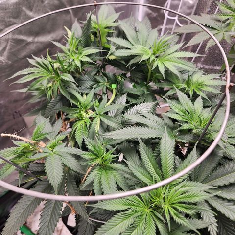 the Kineticist growlog timeline photo