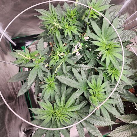 the Kineticist growlog timeline photo