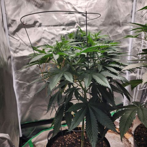 the Kineticist growlog timeline photo
