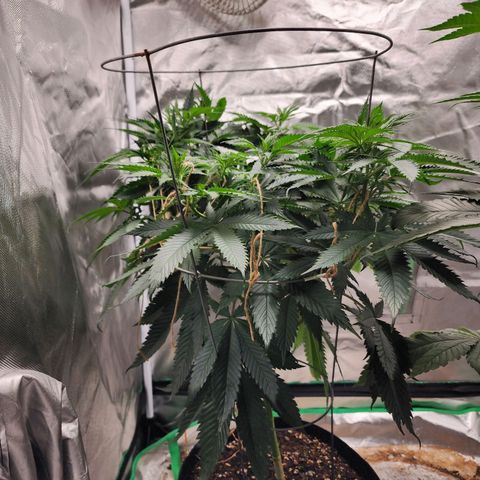 the Kineticist growlog timeline photo