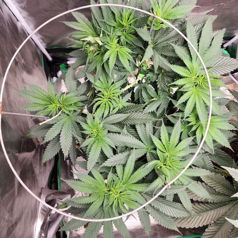 the Kineticist growlog timeline photo