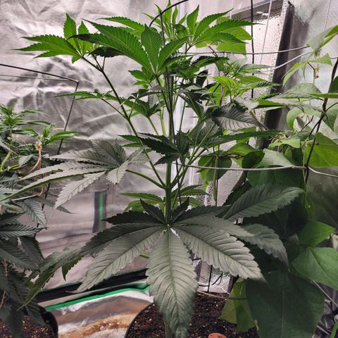 the Bloodrager growlog timeline photo