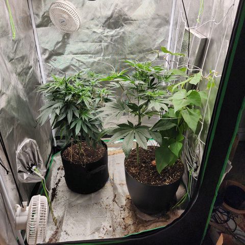 the Kineticist growlog timeline photo