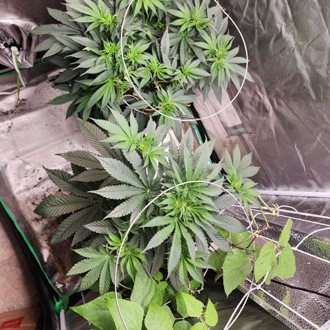 the Kineticist growlog timeline photo
