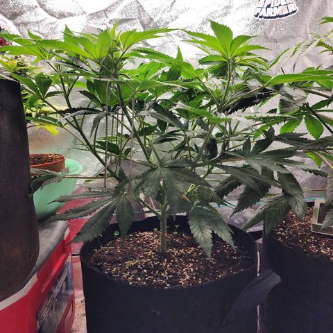 the Esoteric (Magus) growlog timeline photo