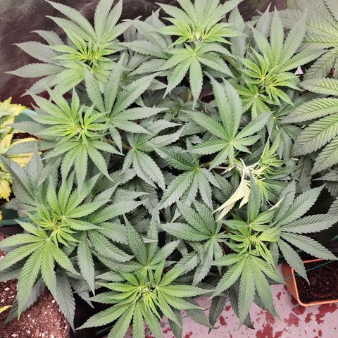 the Esoteric (Magus) growlog timeline photo