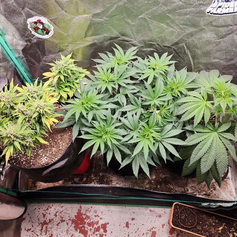 the Esoteric (Magus) growlog timeline photo