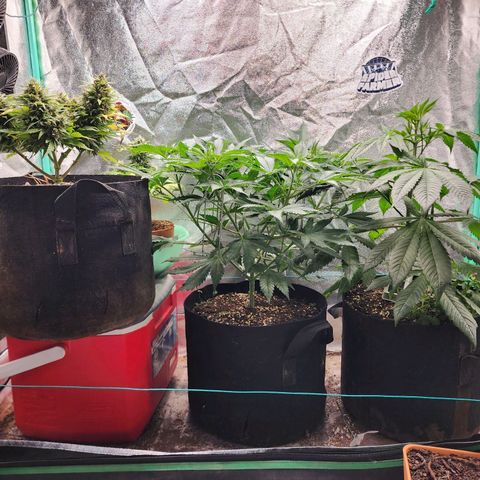 the Esoteric (Magus) growlog timeline photo