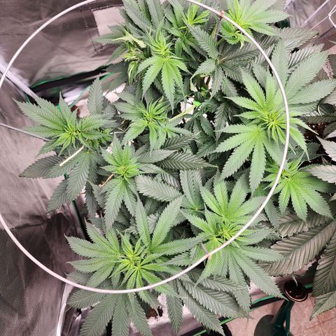 the Kineticist growlog timeline photo