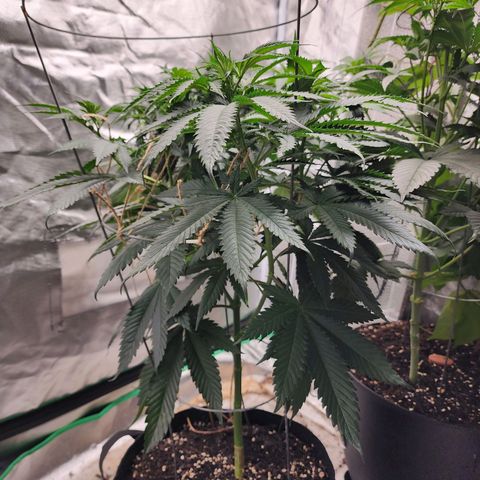 the Kineticist growlog timeline photo