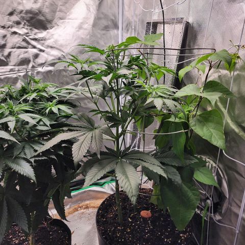 the Bloodrager growlog timeline photo