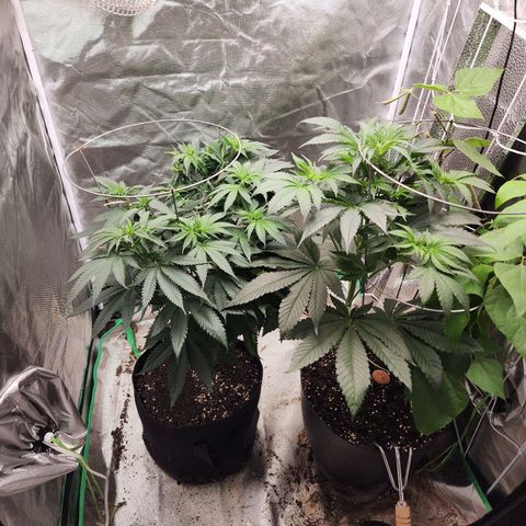 the Kineticist growlog timeline photo