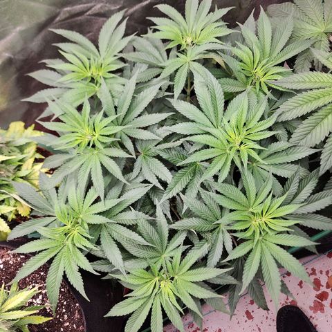 the Esoteric (Magus) growlog timeline photo