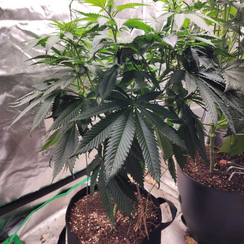 the Kineticist growlog timeline photo