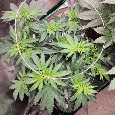 the Kineticist growlog timeline photo