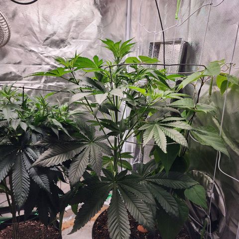 the Bloodrager growlog timeline photo
