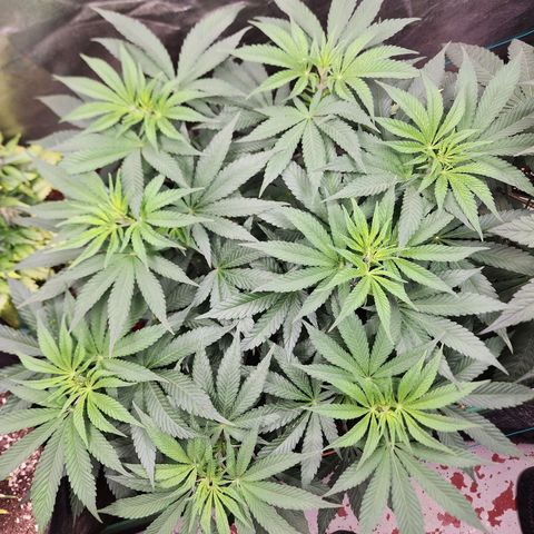 the Esoteric (Magus) growlog timeline photo