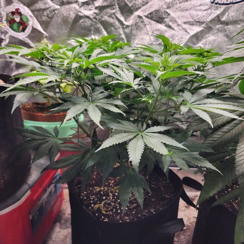 the Esoteric (Magus) growlog timeline photo