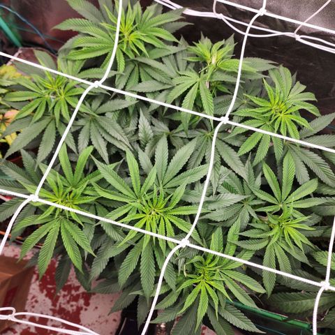 the Esoteric (Magus) growlog timeline photo