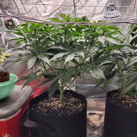the Esoteric (Magus) growlog timeline photo
