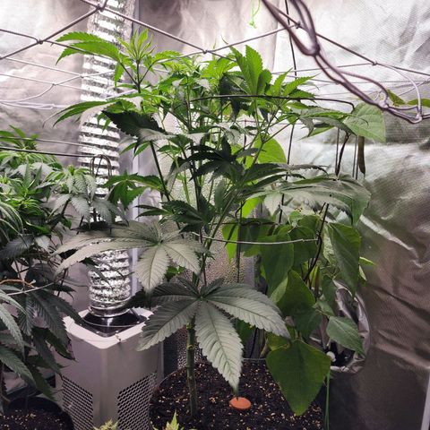 the Bloodrager growlog timeline photo