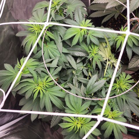 the Kineticist growlog timeline photo