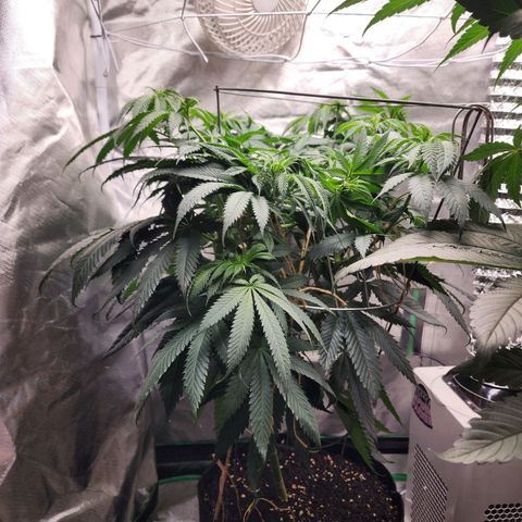 the Kineticist growlog timeline photo
