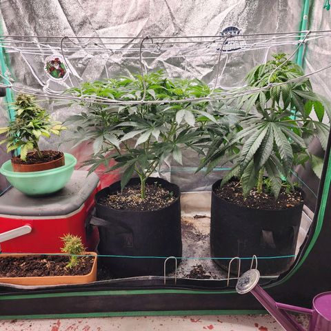 the Esoteric (Magus) growlog timeline photo