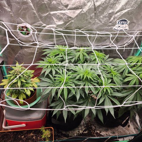 the Esoteric (Magus) growlog timeline photo