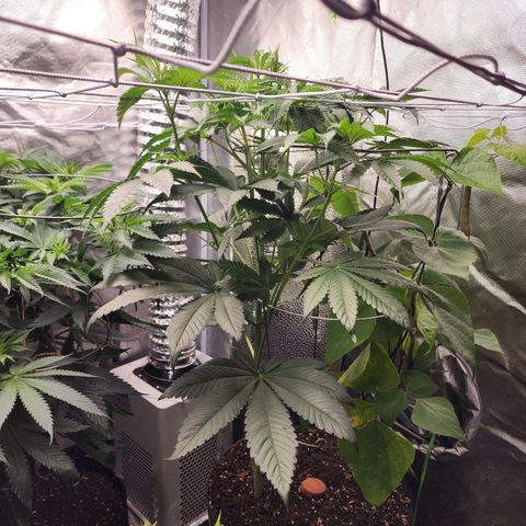 the Bloodrager growlog timeline photo