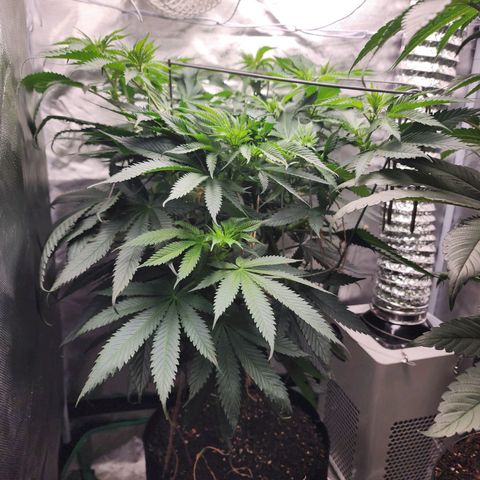 the Kineticist growlog timeline photo