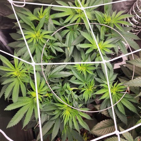 the Kineticist growlog timeline photo