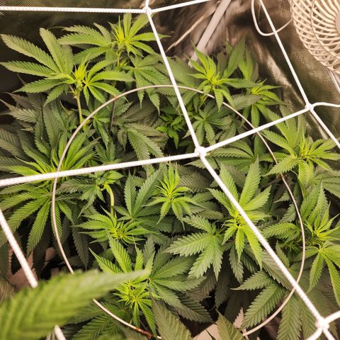 the Kineticist growlog timeline photo