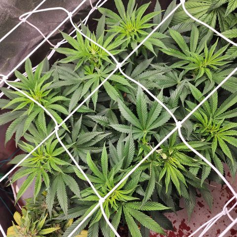 the Esoteric (Magus) growlog timeline photo