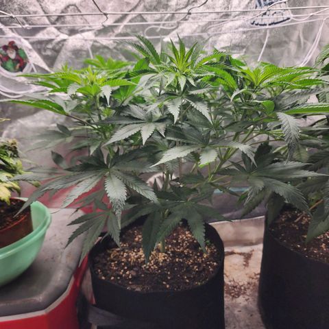 the Esoteric (Magus) growlog timeline photo