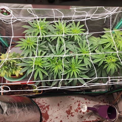 the Esoteric (Magus) growlog timeline photo
