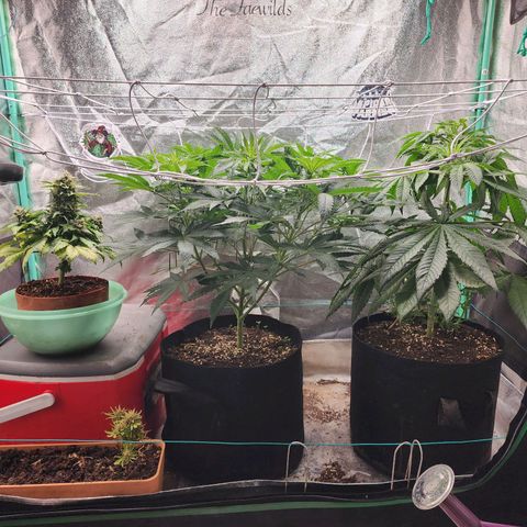 the Esoteric (Magus) growlog timeline photo
