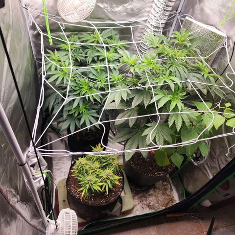 the Kineticist growlog timeline photo