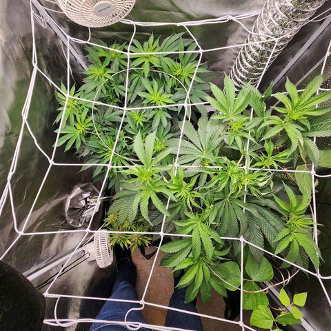 the Kineticist growlog timeline photo