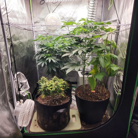 the Kineticist growlog timeline photo