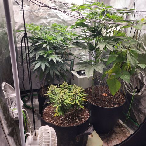 the Kineticist growlog timeline photo