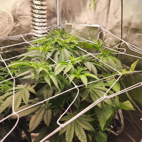 the Bloodrager growlog timeline photo