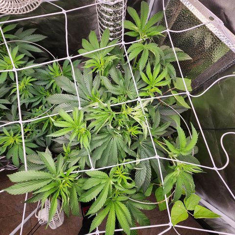 the Bloodrager growlog timeline photo