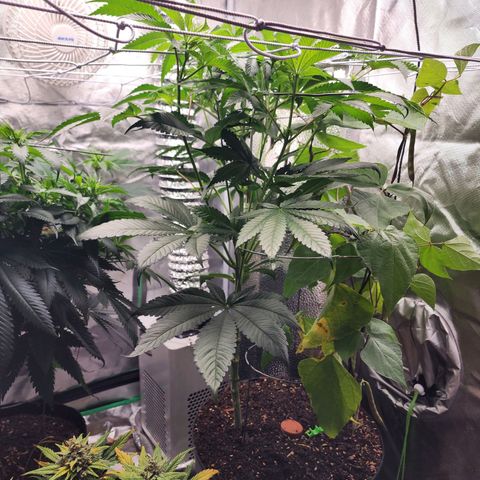 the Bloodrager growlog timeline photo