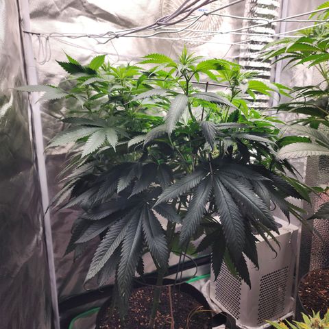 the Kineticist growlog timeline photo