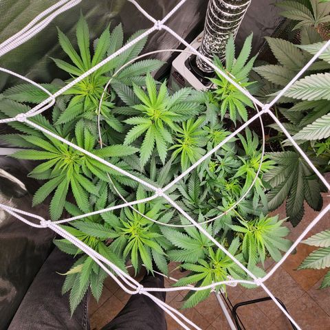 the Kineticist growlog timeline photo