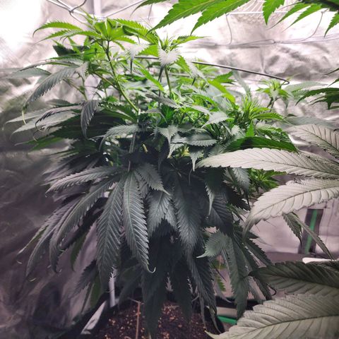 the Kineticist growlog timeline photo