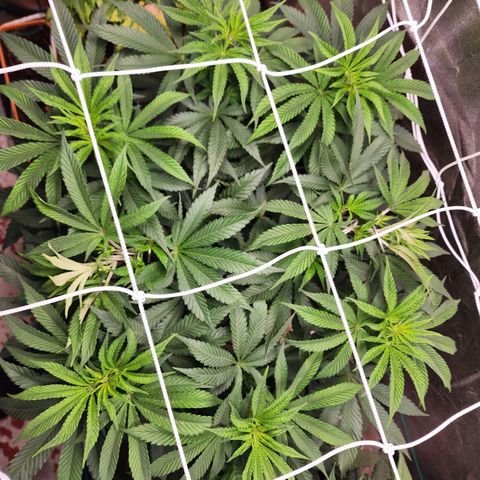 the Esoteric (Magus) growlog timeline photo