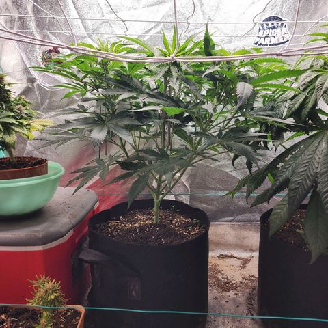 the Esoteric (Magus) growlog timeline photo