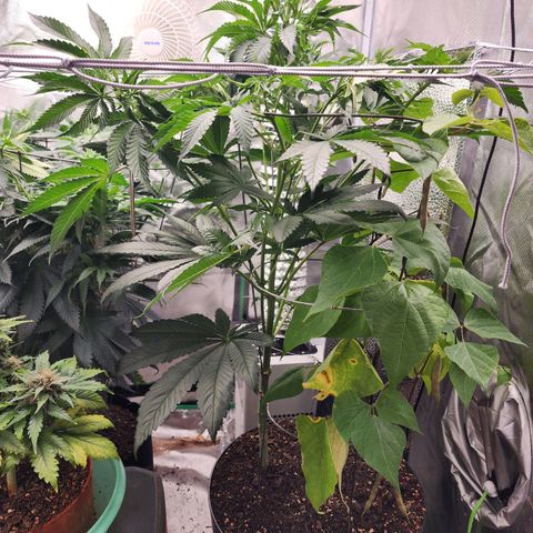 the Bloodrager growlog timeline photo